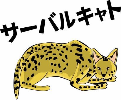 サーバルキャット サーバルキャット,ヤマネコ,伏せる,アフリカ,ネコ科,夜行性,カタカナのイラスト素材