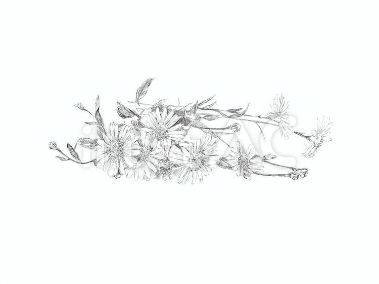 chamomile カモミール,ハーブ,植物のイラスト素材