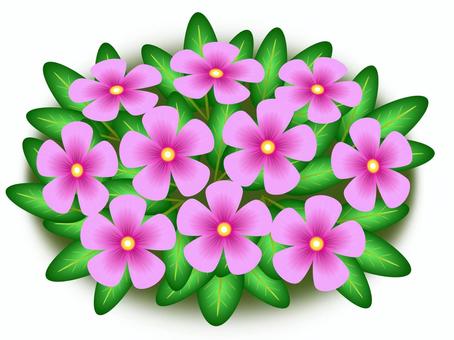 日日草（にちにちそう）01 日日草,花,夏,キョウチクトウ科,一年草のイラスト素材