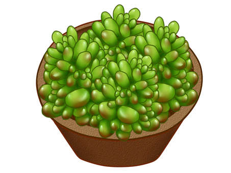 多肉植物　虹の玉　鉢２ 多肉植物,虹の玉,植物,緑,鉢のイラスト素材