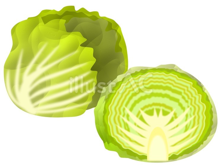 レタス02 レタス,野菜,サラダのイラスト素材