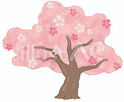桜
