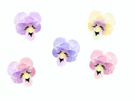 水彩タッチのビオラのセット