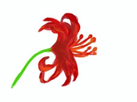ヒガンバナの横向き 彼岸花,横向き,一本,花,シベ,茎のイラスト素材