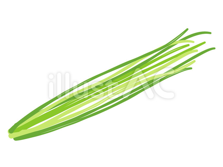 十六ささげ 十六ささげ,ささげ,野菜のイラスト素材