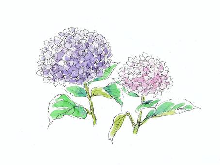 hydrangea, watercolor, watercolor painting, hydrangea, JPG and PNG