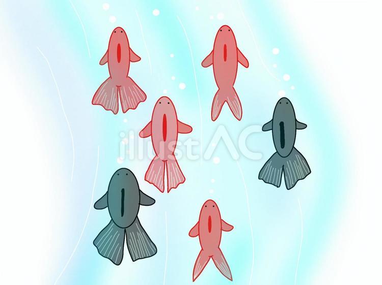金魚の行列 金魚,魚,動物のイラスト素材