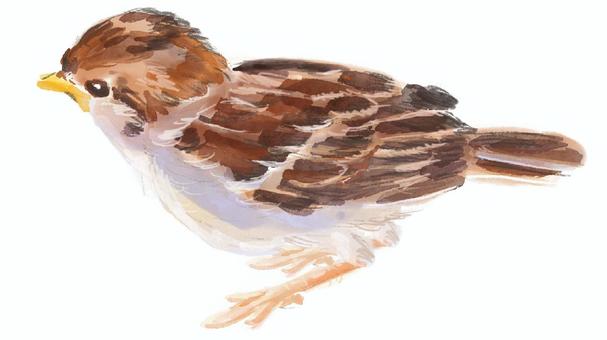 Sparrow painted in watercolor, JPG and PNG Sparrow painted in watercolor, bird, bird, tiny, JPG and PNG