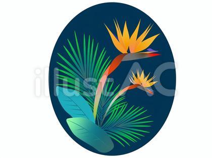 極楽鳥花イラスト