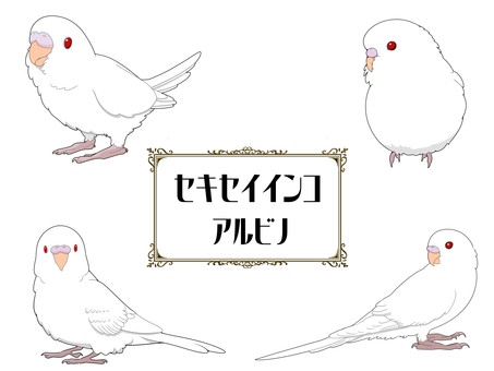 セキセイインコアルビノセット 鳥,インコ,かわいい,ペット,手乗り,無料,フリー,素材,セキセイインコ,アルビノのイラスト素材