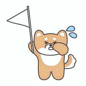 白旗を上げているかわいい柴犬　降参 柴犬,犬,豆柴,降参,白旗,あげる,泣く,負け,キャラクター,全身のイラスト素材