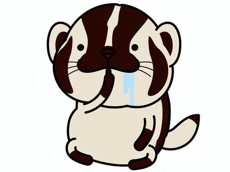 Illustration, american badger, saliva, fasting, 