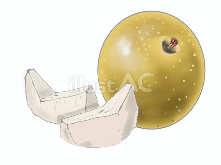 梨 梨,果物,秋のイラスト素材