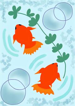 金魚 金魚,魚,キンギョ,きんぎょ,水草のイラスト素材