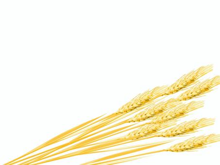 黄金色の麦穂　影なし　mugi013 麦穂,黄金色,リアル,ナチュラル,お洒落,自然,植物,大人っぽい,枠,背景のイラスト素材