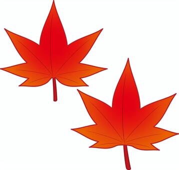 紅葉したもみじの葉 葉,葉っぱ,もみじ,モミジ,カエデ属,紅葉,紅葉狩り,メープル,落ち葉,落葉のイラスト素材