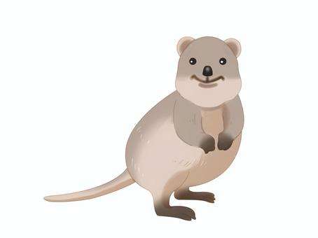 クオッカ（横向き・主線なし） クオッカ,クアッカワラビー,動物,幸せ,横向き,主線なしのイラスト素材
