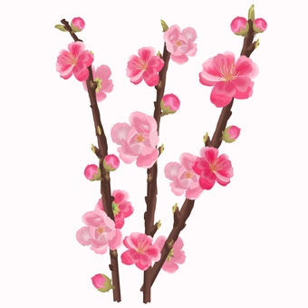 桃の花　手描き 桃の花,花,春,蕾,つぼみ,ピンク,ひな祭り,かわいい,きれい,手描きのイラスト素材