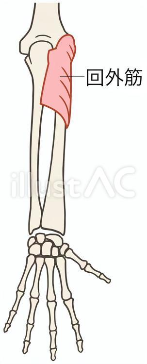回外筋、前腕筋 回外筋,前腕筋,筋肉のイラスト素材