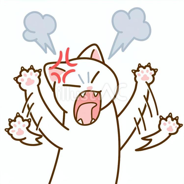 怒る白猫 白猫,怒る,肉球のイラスト素材