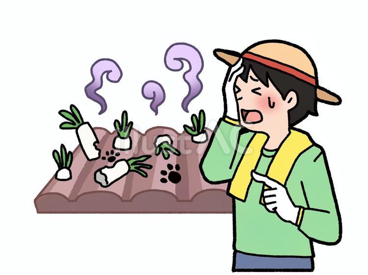 害獣が畑を 畑,食害,害獣のイラスト素材