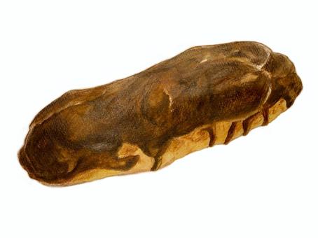 水彩色鉛筆で描いたエクレア