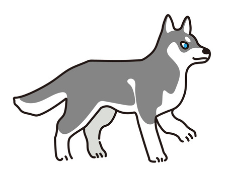 シベリアンハスキーのイラスト シベリアンハスキー,ハスキー犬,犬,わんちゃん,わんこ,大型犬,動物,アニマル,ペット,愛玩動物のイラスト素材