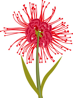 彼岸花見上げる 彼岸花,花,咲く,きれい,真上,見上げる,葉,茎,赤い,秋のイラスト素材