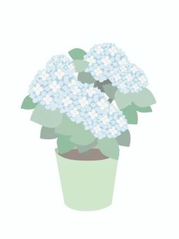 Hydrangea illustration (flowerpot), , JPG, PNG and AI