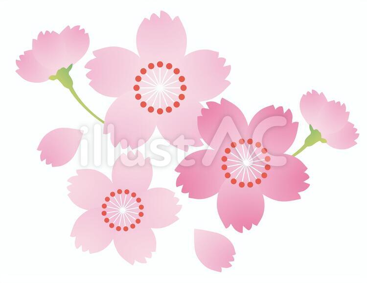 桜の花 桜,春,入学のイラスト素材