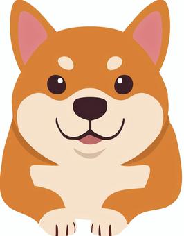 【動物】伏せする柴犬・正面図 柴犬,犬,動物,生き物,ペットのイラスト素材