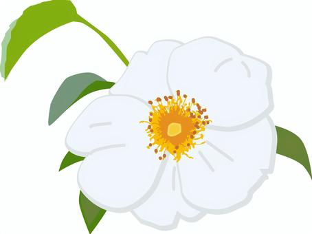 Illustration, роза лаэвигата, цветок, лепесток, 