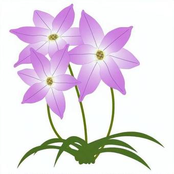 Illustration, hananilla, ifion, chinese chive, 