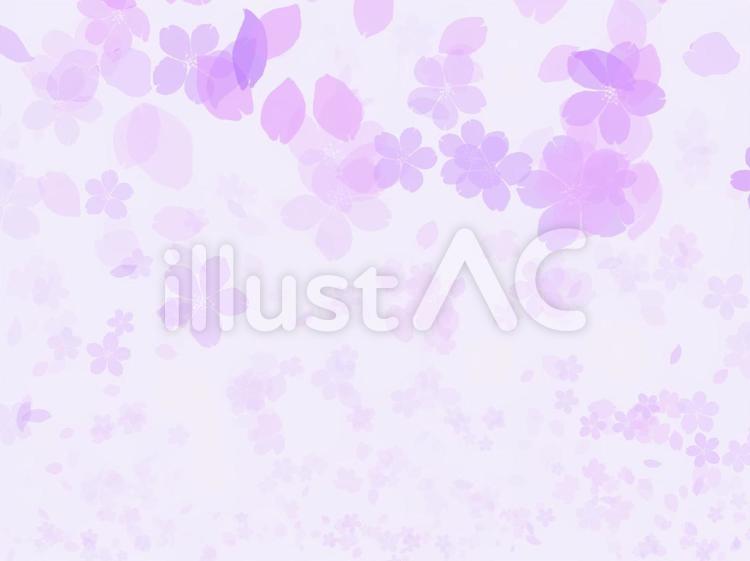 桜　一面　紫 桜,紫,一面のイラスト素材