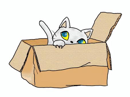 箱を開けるとネコ 動物,ネコ,捨て猫,箱,段ボール,上半身,手書きのイラスト素材