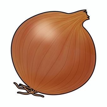 玉ねぎのリアルテイストイラスト 玉ねぎ,野菜,健康,栄養,食育,献立,レシピ,メニュー,食材のイラスト素材