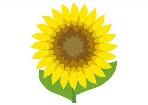 Illustration, sunflower, flower, summer, 