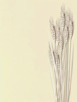 小麦色の麦穂とキャンバス地mugi022 麦穂,小麦色,リアル,ナチュラル,お洒落,自然,植物,大人っぽい,枠,背景のイラスト素材