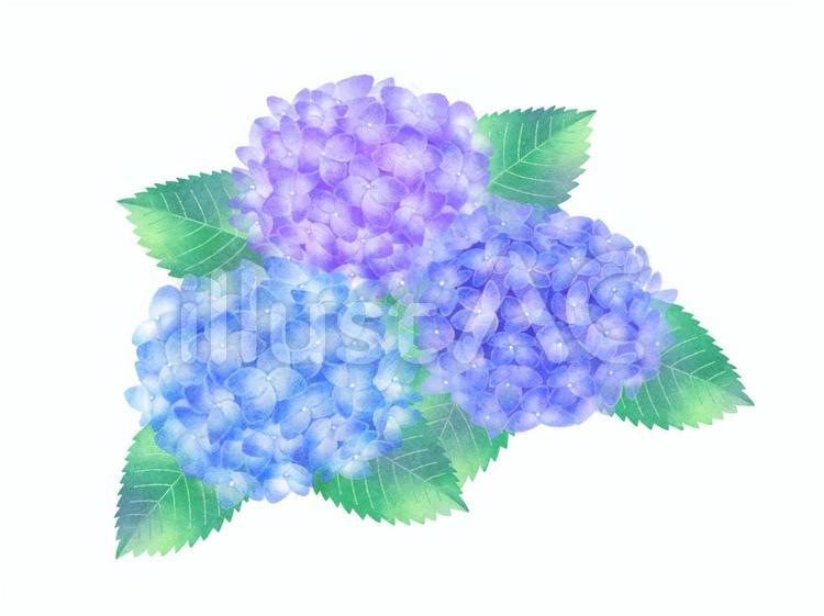 Three colors of rainy season Hydrangea ②, JPG and PNG Three colors of rainy season Hydrangea ②, hydrangea, hydrangea, rainy season, JPG and PNG