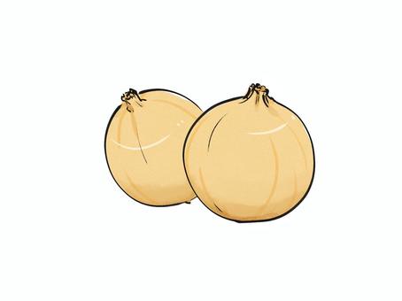 玉ねぎ 玉ねぎ,黄玉ねぎ,野菜,食用,栽培のイラスト素材