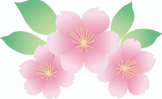 Sakura illustration, kirschbaum, kirschblüten, sakura, JPG, PNG and AI