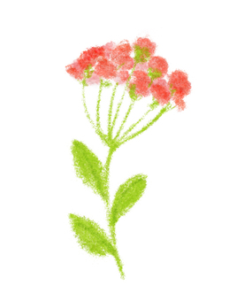 フワフワした可愛い花 色鉛筆,花,可愛い,ほんわか,葉っぱのイラスト素材