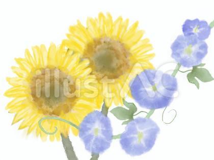 朝顔ひまわり挿絵イラスト 水彩画風