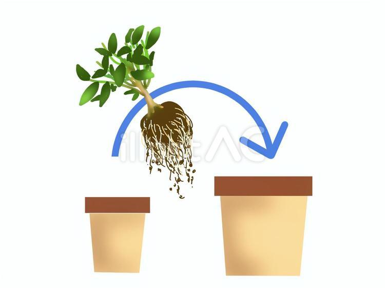 植物を一回り大きな鉢に植え替える 植物,植え替え,植木鉢のイラスト素材