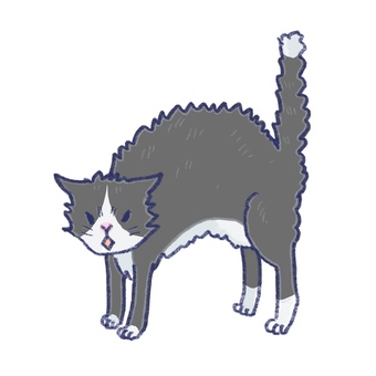威嚇する猫 猫,ハチワレ,威嚇,動物,かわいい,手描き,ゆるいのイラスト素材