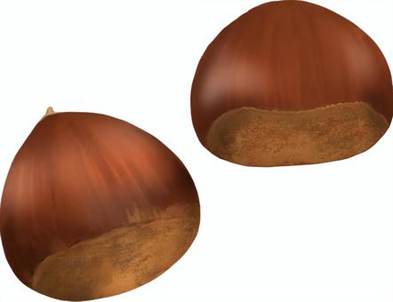 秋の木の実　栗