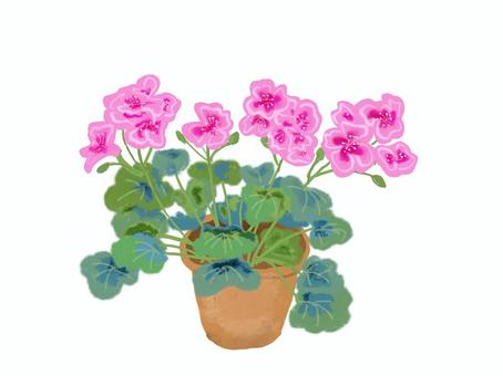 ゼラニウム ゼラニウム,鉢植え,植物,花,手描きのイラスト素材