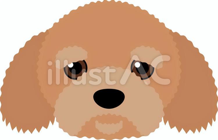 犬　犬種　プードル 犬,ペット,プードルのイラスト素材