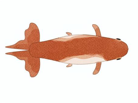 Illustration, goldfish, and gold, fish, 