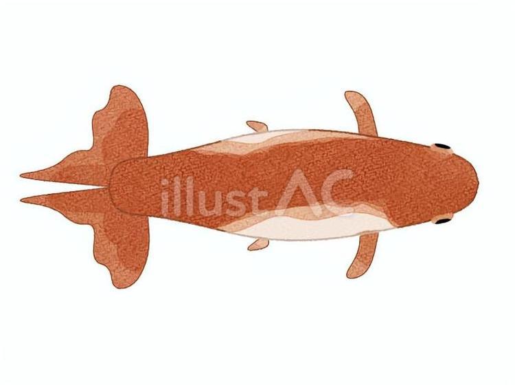 和金の水彩風イラスト 金魚,和金,魚のイラスト素材